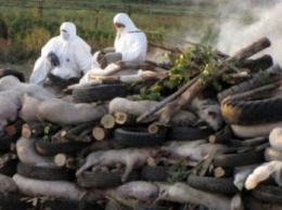 На Херсонщине - очередная вспышка африканской чумы свиней