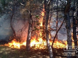 Из-за жары в Кривом Роге случаются пожары
