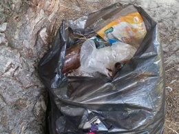 На Херсонщине лес превращают в мусорную свалку
