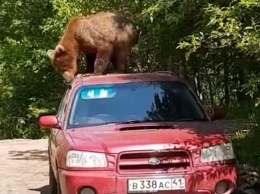 В России медведь попытался проникнуть в салон авто