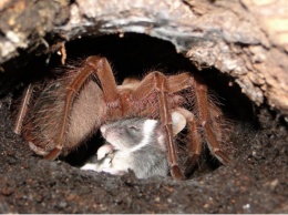 Гигантские ядовитые пауки-птицееды оказались на свободе прямо на трассе возле британской деревни: арахнофобы в замешательстве