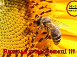 Полтавские пчеловоды обвинили агрохолдинг «Кернел» в массовой гибели пчел