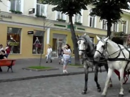 Одесский зоозащитник сдал в полицию карету с лошадьми, - ФОТО