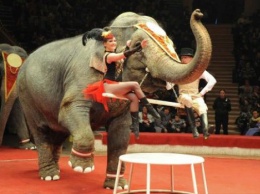 Веселье, основанное на пытках: Почему весь мир отказывается от цирковых представлений с участием животных