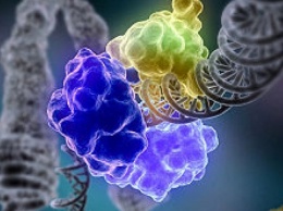 Популярный метод редактирования генома приводит к множественным мутациям - ученые