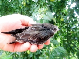 На Полтавщине дети спасли птенца одной из самых быстрых птиц в мире