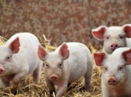 Чума свиней: в Килийском районе расширили зону карантина
