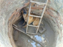 В Запорожской области собака упала в колодец