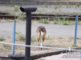 Полиция Кривого Рога расследует жестокое обращение с животными возле депо Скоростного трамвая