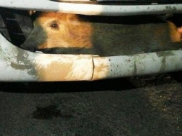 Житель Чехии нашел в бампере автомобиля живого кабана