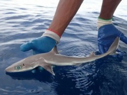 Во Флориде ученые поймали новую акулу с печальными, как у коровы глазами. Фото