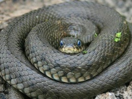 Вежливая змея в Канзасе позвонила в дверь, прежде чем проникнуть в дом