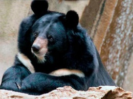 В России хотят признать медведей стратегическим ресурсом