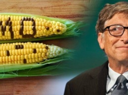 Билл Гейтс считает, что ГМО -? абсолютно здоровая еда?. Врачи согласны