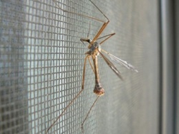 Появилось неожиданное средство для борьбы с комарами