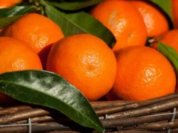 Пензенец нашел в супермаркете новый сорт «космического» апельсина
