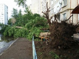 Дерево рухнуло на школьницу на Оренбуржье