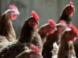 Украина вошла в тройку крупнейших экспортеров курятины в ЕС