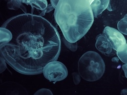 В Днепре на водоеме Красного Камня плавают медузы