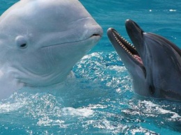 В Каменском любители китов и дельфинов отмечают свой праздник