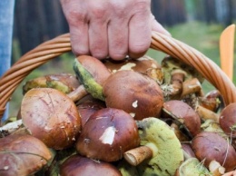 В Одесской области родители и пятеро маленьких детей отравились грибами, - ФОТО
