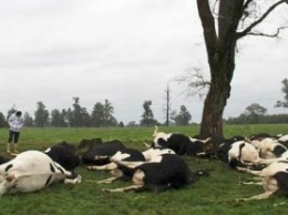 В России на глазах у селян расстреляли стадо их коров