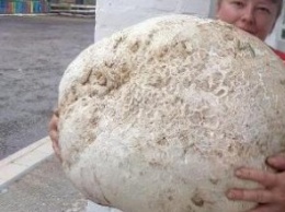 В Киевской области нашли гигантский гриб (ФОТО)