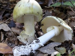 В Днепропетровской области две семьи отравились грибами на отдыхе