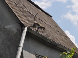 В Одесской области сбежавшая из зоопарка стая обезьян грабит дачников