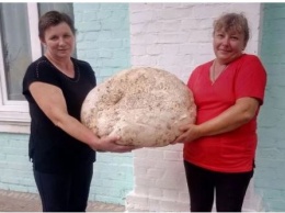 Две селянки под Киевом нашли гигантский гриб весом 18 кило и отнесли его в Дом культуры. Фото