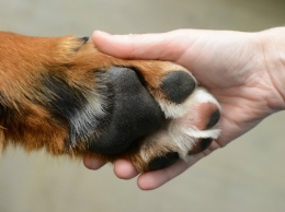 В Днепре пытаются спасти собаку с оторванной лапой (Фото)