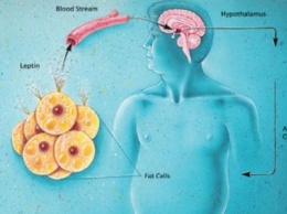 Вот как лишний вес влияет на размер мозга