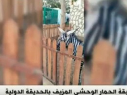 В зоопарке Каира ослов покрасили и выдали за зебр