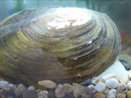 Ученые обнаружили пресноводного моллюска-разрушителя горных пород
