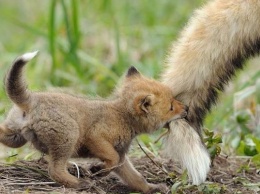 Рыжие и бесстыжие: лисицы не дают покоя жителям Днепра