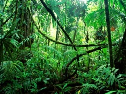 Ученые показали видео с "последним из племени" в Амазонии