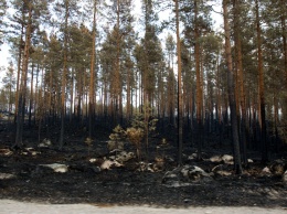 Небывалые лесные пожары в Швеции - до сих пор горят 25 тысяч гектаров леса