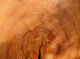 Порошенко предложил изменения к ветированному закону о древесине