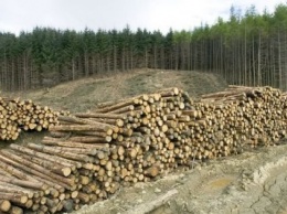 Идите лесом: почему Порошенко ветировал закон о контрабанде древесины