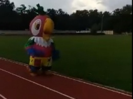 Курьезы. В Мелитополе попугай устроил забег по стадиону (видео)