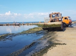 Запорожский курорт продолжают заполнять водоросли (ФОТО)