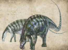 «Удивительный дракон»: В Китае найден новый вид динозавров