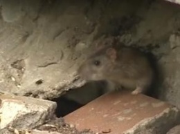 В Ярославле началось нашествие крыс