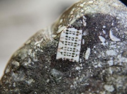В Лабинске местный житель обнаружил древний камень с «микрочипом»