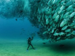 Ученые: Голод человечеству не грозит, рыбы в Мировом океане в 8 раз больше заявленного