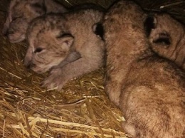 Посетителям зоопарка в Запорожской области дадут подержать львят - подробности