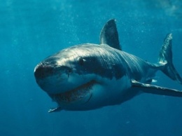 Вот это фиаско: белая акула попыталась съесть кита (видео)