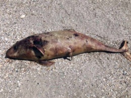 Ученые рассказали, почему на пляжах Кирилловки появляются мертвые дельфины