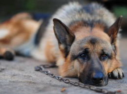 Колумбийские наркоторговцы предложили награду за полицейскую собаку