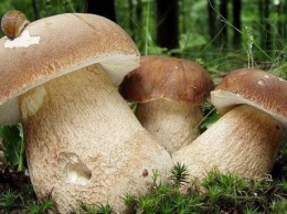 Как избежать отравления грибами: 12 советов от Минздрава